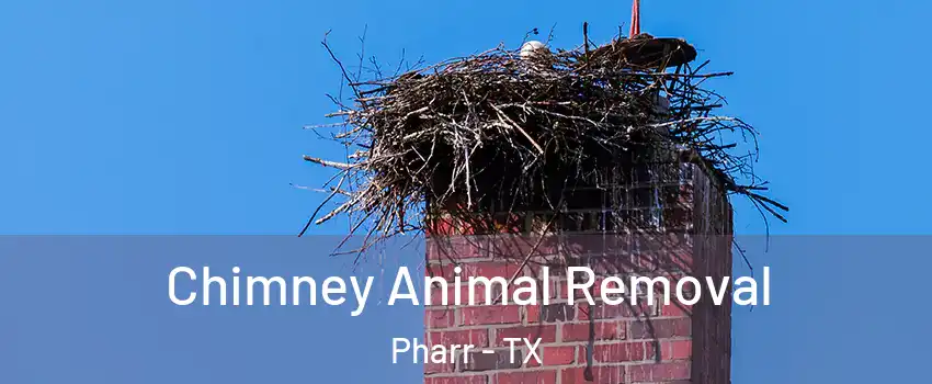  Chimney Animal Removal Pharr - TX