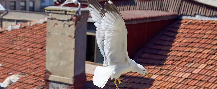 Residential Chimney Animal Removal Solution in Pharr, TX