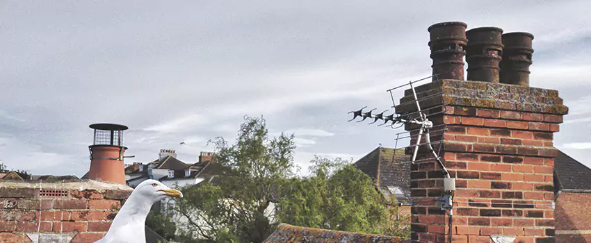 Chimney Cleaning And Restoration in Pharr, Texas